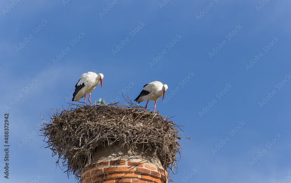 Fototapeta premium Storks On The Chimney, Portimao, Algarve, Portugal