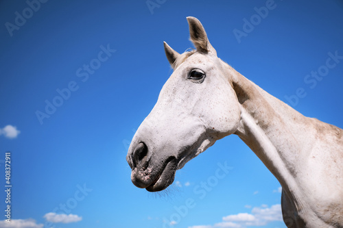 Grey horse outdoors on sunny day, closeup. Beautiful pet © New Africa