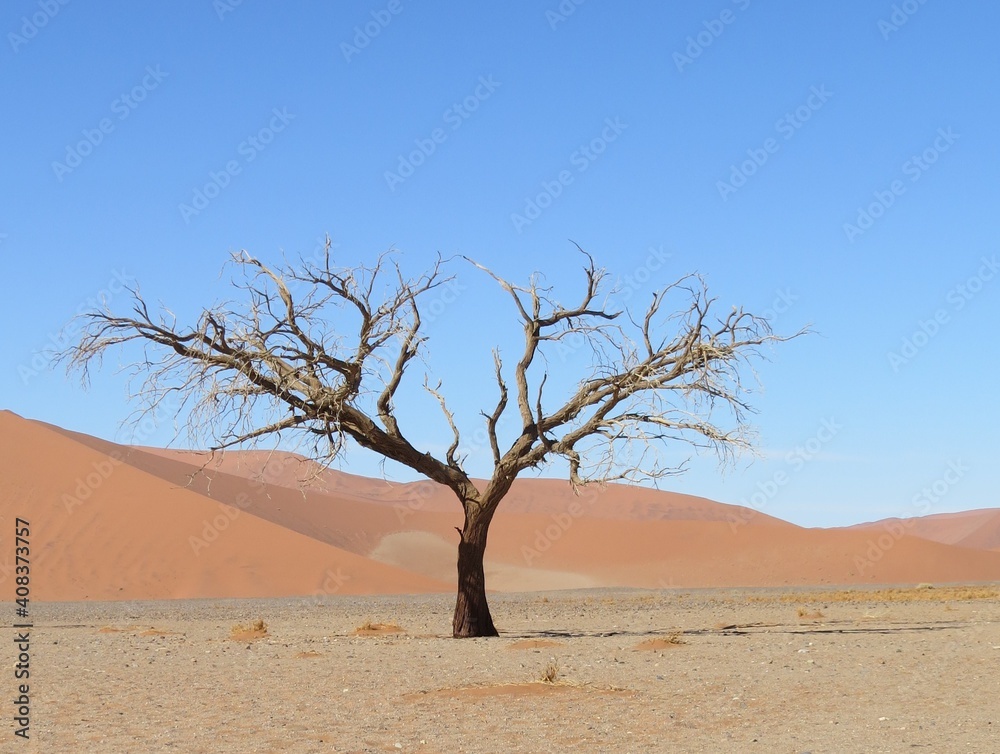 Camel Thorn tree surrounded by dunes and desert at Sossuvlei Namibia.