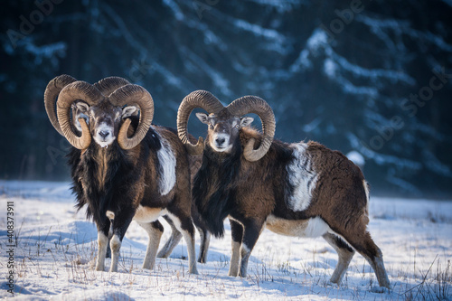 European mouflons in the winter landscape