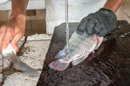 Pisciculture. Coptodon rendalli. Fish on photo