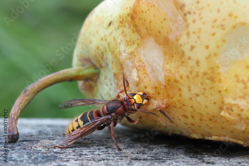 hornisse frisst an einer birne, vespa crabro photo