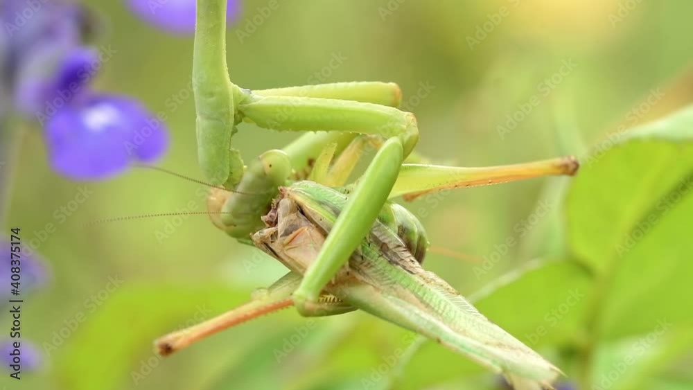Closeup of a Praying Mantis eating a grasshopper Closeup of a Praying Mantis eating a grasshopper