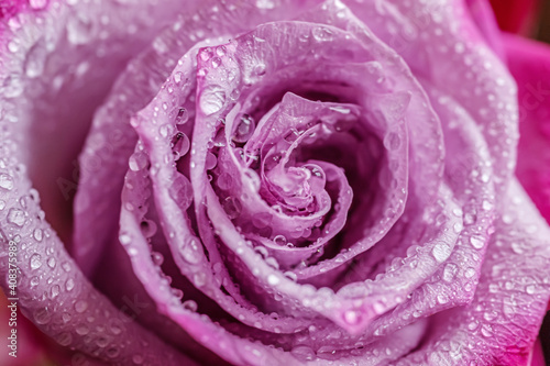 floral background of pink rose in drops of water close up