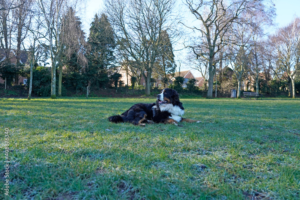 Bernese Mountain Dog lying on the frosty grass in the park Bernese Mountain Dog lying on the frosty grass in the park