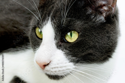 Chat