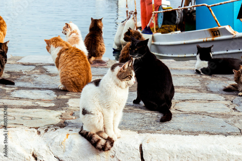 Cats at the Hydra island, Greece. © Anastasia Prisunko