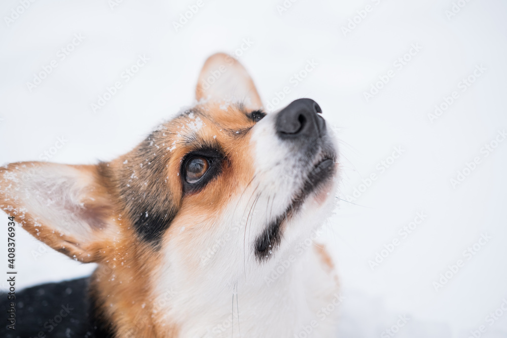  three colours welsh Corgi Pembroke dog in winter. Waiting for food
