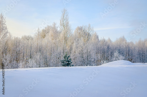 Beautiful winter landscape, pine tree in the foreground