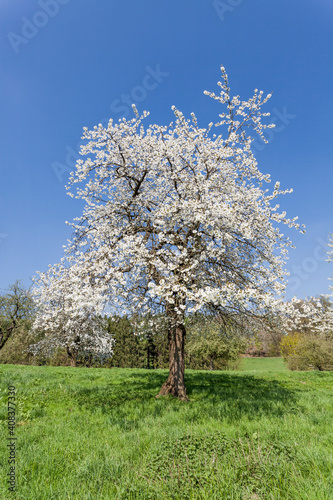 Apple tree in spring, Holperdorp, Germany