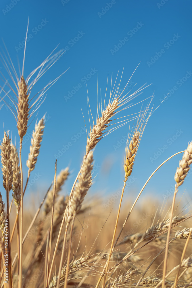 golden harvest on the field. ripe yellow wheat and blue sky above it. golden harvest on the field. ripe yellow wheat and blue sky above it.