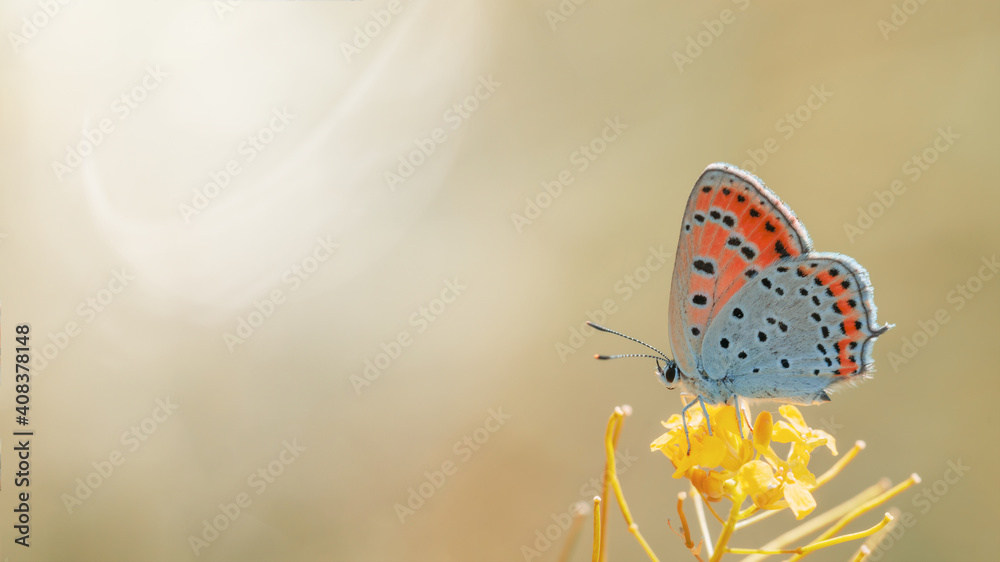 Obraz premium One orange butterfly of Lycaena thersamon ready to fly on a blurred background at daytime. Selective focus. Beautiful summer butterfly, inspiration nature. Romantic nature wallpaper concept.