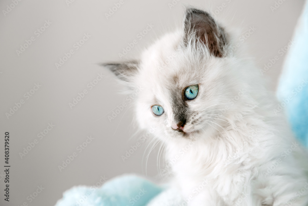 Cute White kitten with blue eyes. Cat kid animal with interested, question facial face expression look side on copy space. Small white kitten on white background.