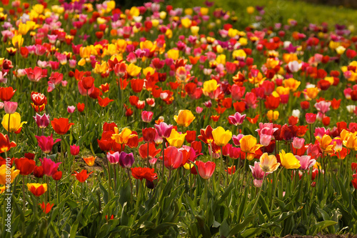 Tulip field in Lower Saxony  Germany