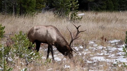 A bull elk moving through a field in the fall at Yellowstone National Park, Wyoming. Camera follows the animal.