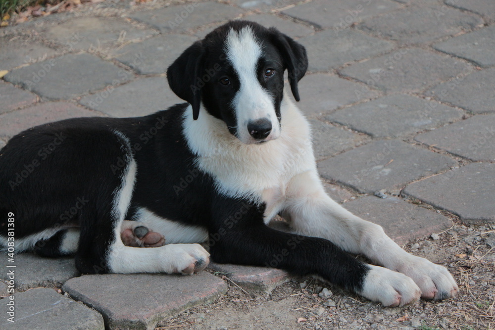Black and white dog on the pavement Black and white dog on the pavement