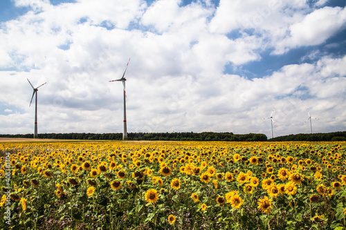 Field With Sunflowers And Windmills In Backround