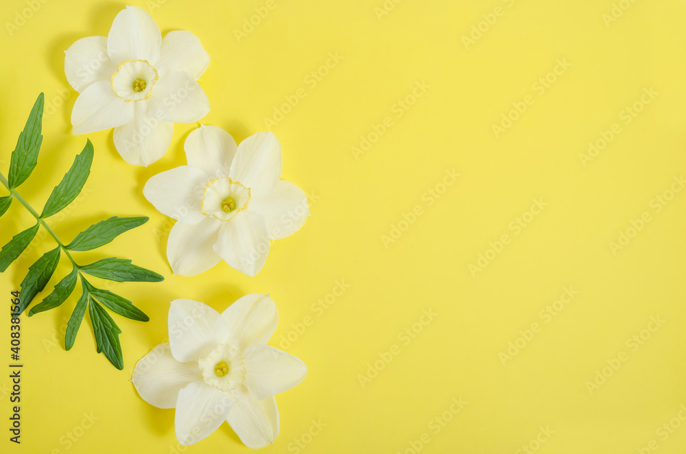 Greeting card background, narcissus flowers on yellow background with copy space