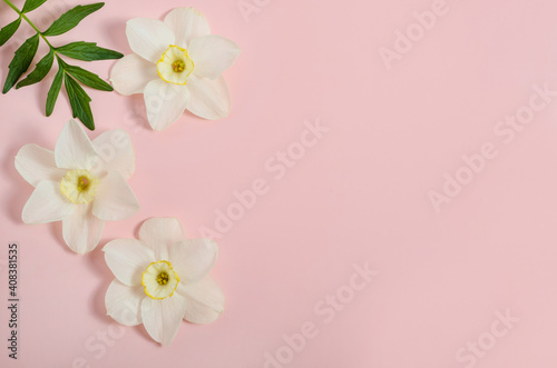 Greeting card background, flowers daffodils on pink background with copy space