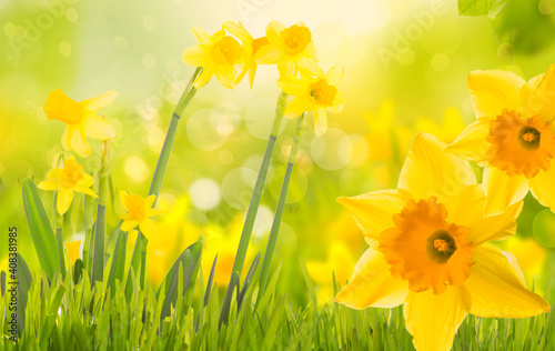 Yellow dream of daffodils in beautiful natural landscape with blur and green early bloomers in nature.