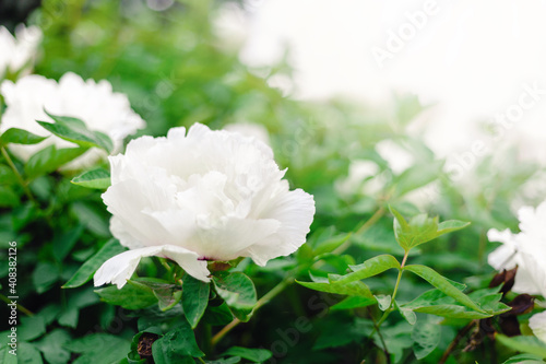 Beautiful white peony flower on bush in garden in spring. A beautiful tree peony during flowering. Backyard gardening Paeonia suffruticosa