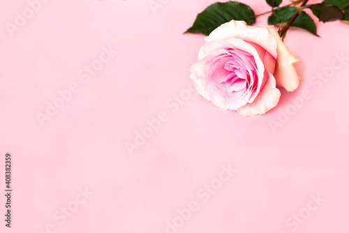 Wallpaper Mural Festive floral background. Biophilic design or colors of nature. Mood Boosting Color.  Template mock up of greeting card or text design. Copy space Torontodigital.ca