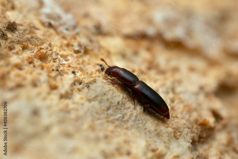 Minut clubbed beetle, Rhizophagus nitidulus on fungi Minut clubbed beetle, Rhizophagus nitidulus on fungi