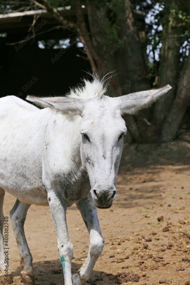 Cute donkey pose outdoors in rural farmyard. Cute donkey pose outdoors in rural farmyard.