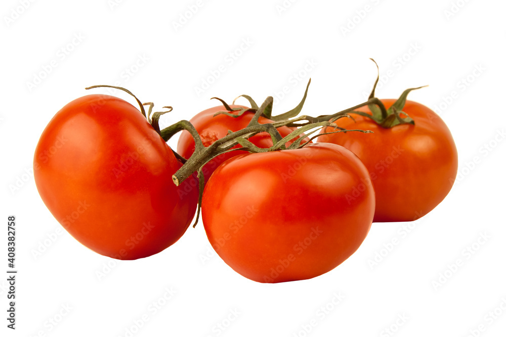 Red raw tomatoes on a branch on a white background. Top view Red raw tomatoes on a branch on a white background. Top view