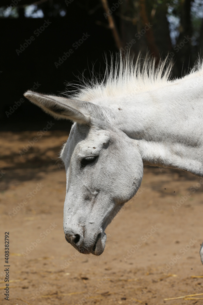 Cute donkey pose outdoors in rural farmyard. Cute donkey pose outdoors in rural farmyard.