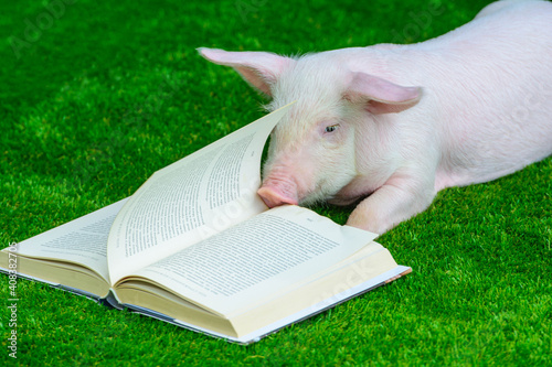 A pig reads a book on the grass