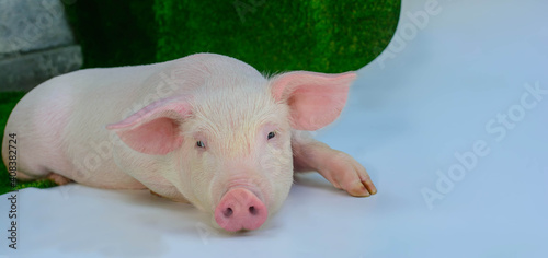 Piglet on a white background