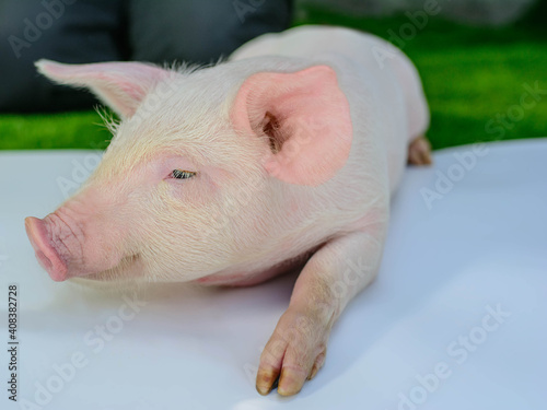 Piglet on a white background