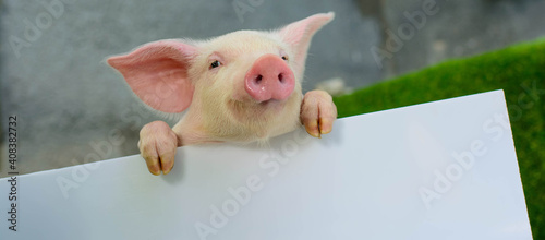 Piglet on a white background