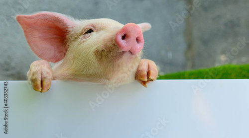 Piglet on a white background