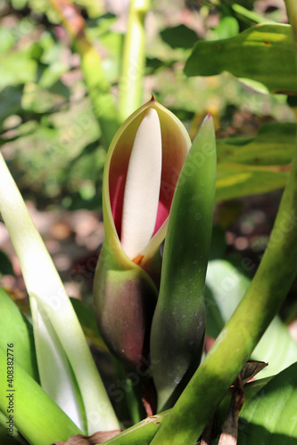 Majestic Split-leaf Philodendron Unique Bloom Tropical Garden
 photo