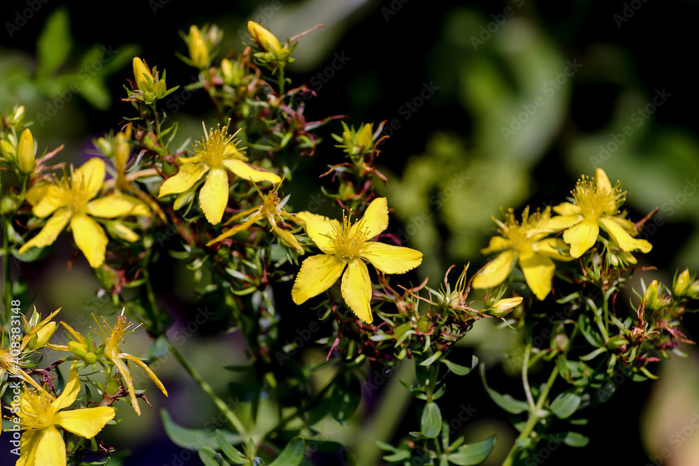 Fototapeta premium Flowers and buds of Chase-devil, Klamath weed, Tipton's Weed, or St. John's wort in summer- Hypericum perforatum - Bavaria, Germany