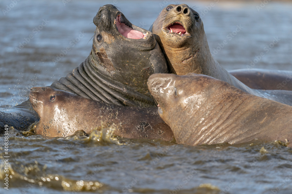 Fototapeta premium The southern elephant seal (Mirounga leonina)