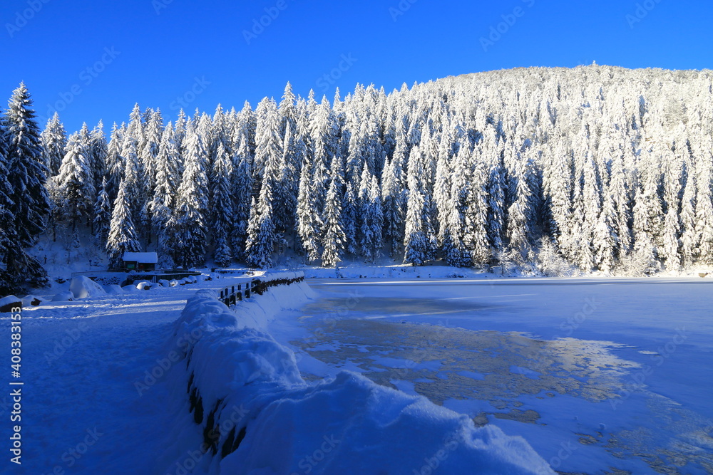 Lav vert dans la Vallée de Munster en Alsace en hiver