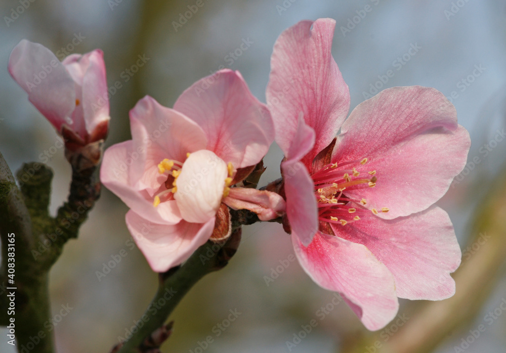 Almond Blossom At German Wine Route, Palatinate