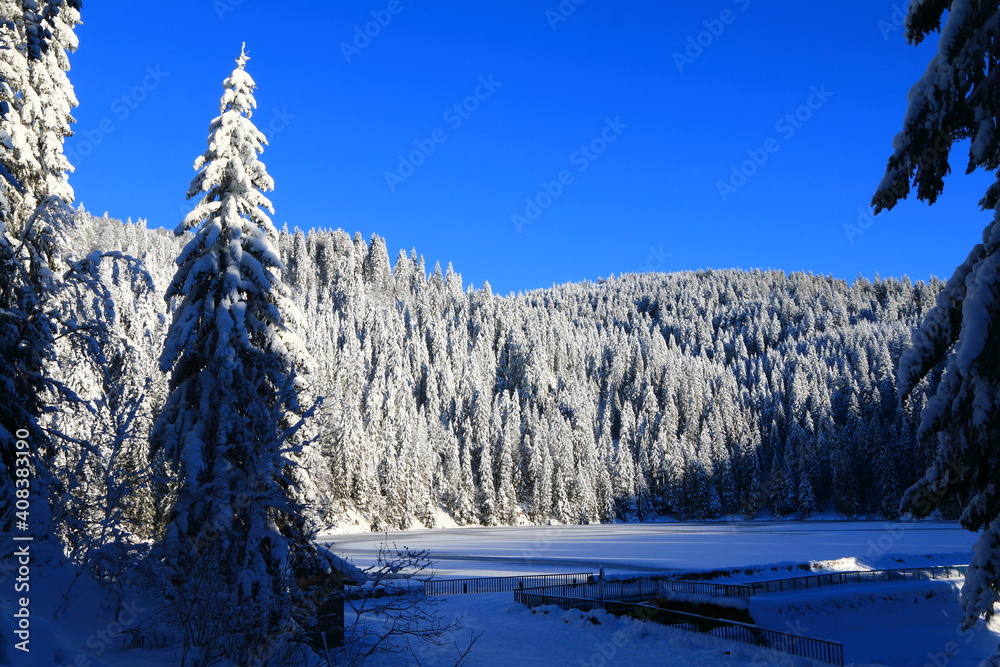 Lav vert dans la Vallée de Munster en Alsace en hiver