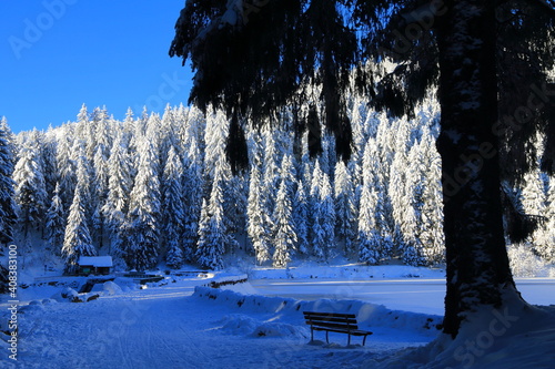 Obraz na płótnie Lav vert dans la Vallée de Munster en Alsace en hiver w salonie