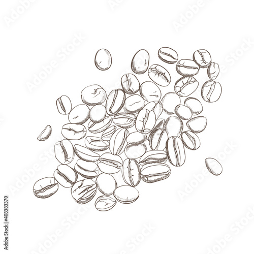 Hand sketch drawing coffee beans.