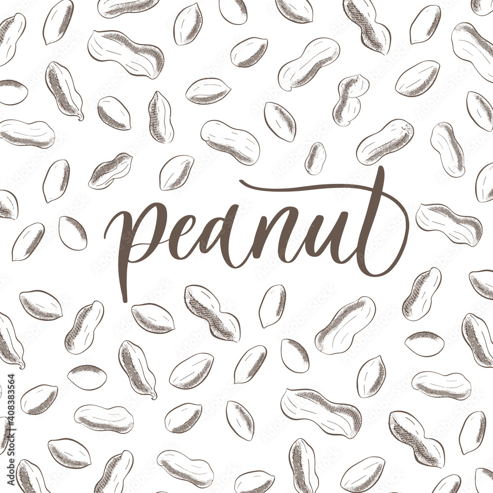 Peanut - handmade lettering calligraphy inscription and sketch illustration.