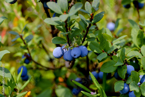 Fruits of the Bog Bilberry in summer, Northern Bilberry, Vaccinium uliginosum