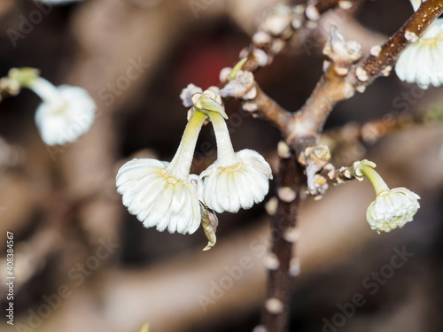 (Edgeworthia chrysantha) Close-up on Oriental Paper Bush 'Winter Gold' flowers or mitsumata photo