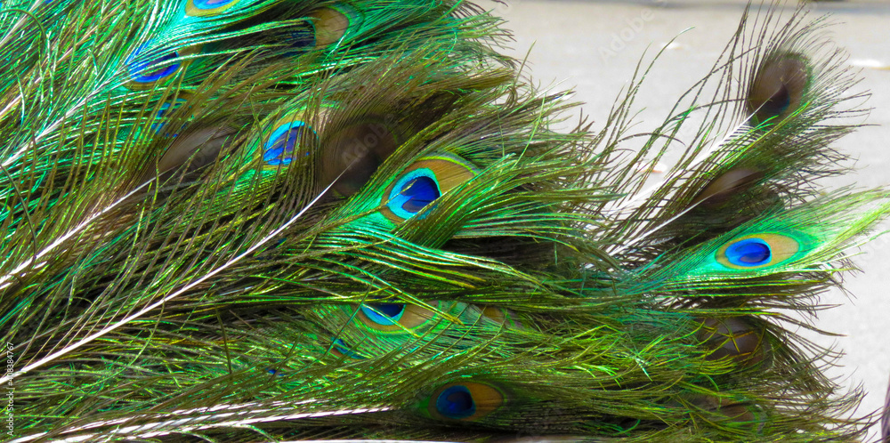 Fototapeta premium peacock feather close up
