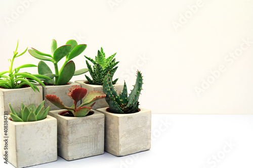 A selection of succulent plants growing in ceramic pots.