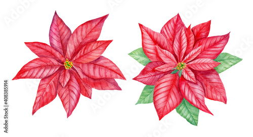 Watercolor christmas star flower, red poinsettia flowers, hand drawn illustration isolated on white background, perfect for invitation cards, any print design