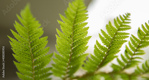 Selective focus on a Cyathea cooperi fern, also known as Australian Tree Fern, fronds, leaflets and hairy stems. Beautiful natural texture and pattern. 
